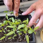 Jardin expérimental et pédagogique du Verger d’Antoine